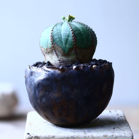 ユーフォルビア  オベサ    Euphorbia obesa　no.90631-1