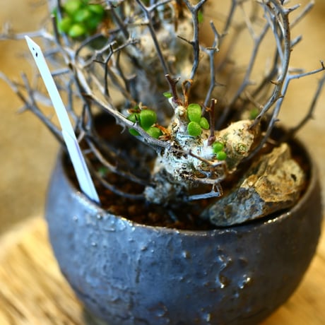 Tylecodon reticulate × tたけろうポット  no.31007