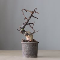 Commiphora kataf  × Naoto Hirata / humanity pot (3号鉢)   no.420-43