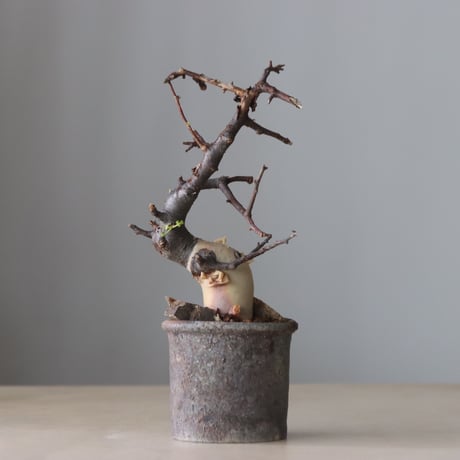 Commiphora kataf  × Naoto Hirata / humanity pot (3号鉢)   no.420-43