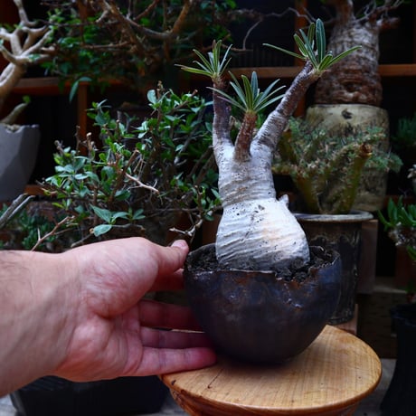 パキポディウム  グラキリス／Pachypodium  gracilius       no.60601