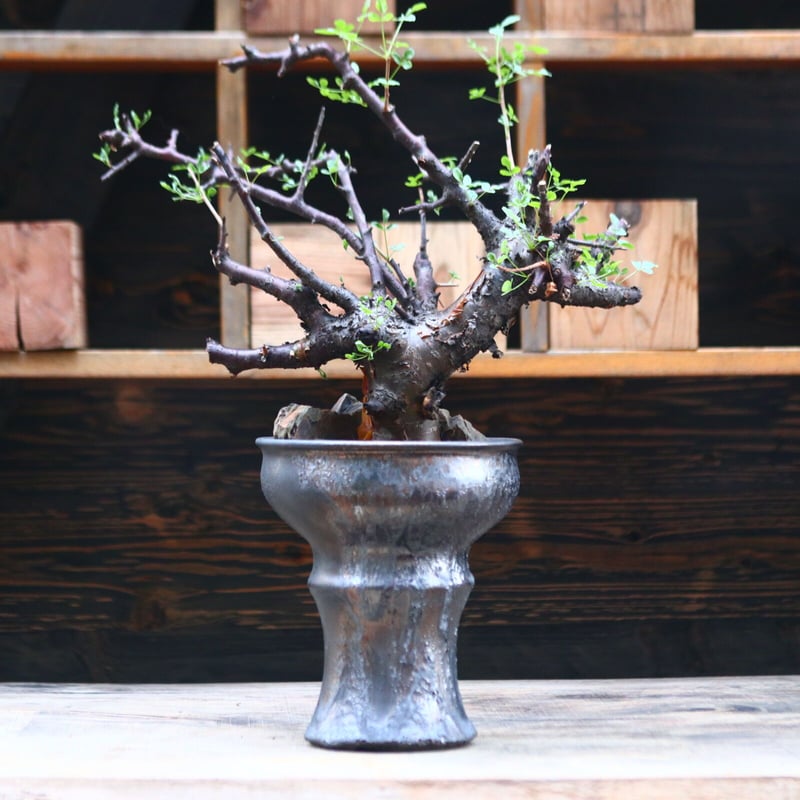 コミフォラ ボラネンシス / Commiphora boranensis / 発根済み no