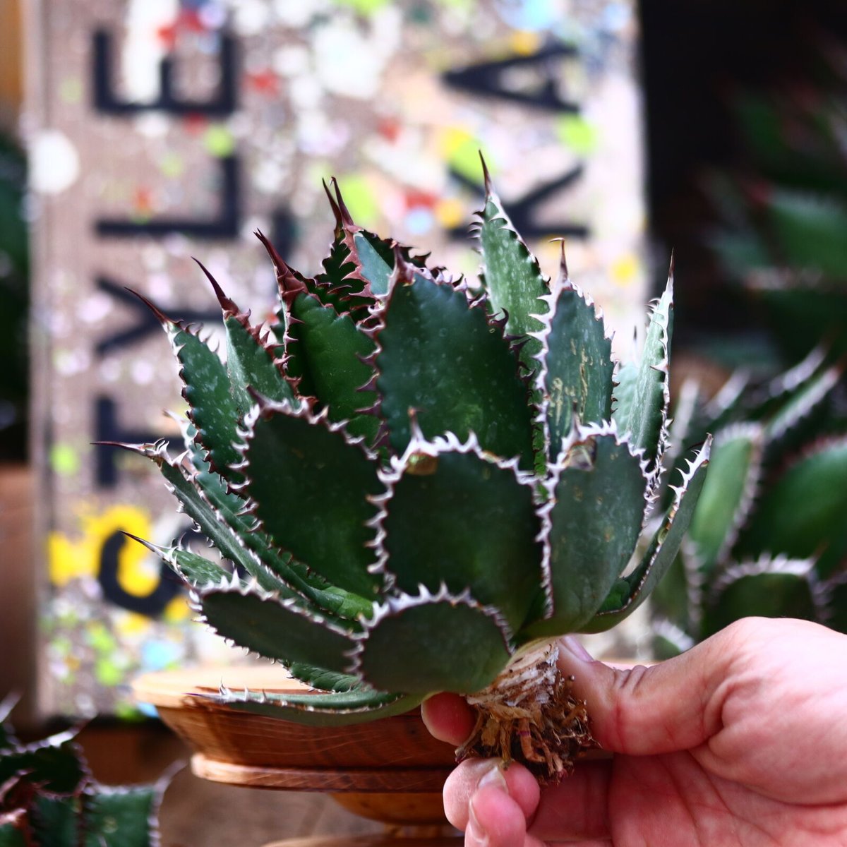 アガベ ホリダ アガベ ホリダ／Agave horrida no.10303 | 芽の巣山