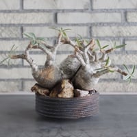 Pachypodium gracilius × PEMONE (5号) no.628/69