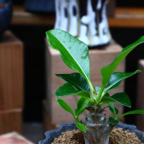 パキポディウム ウィンゾリー実生／Pachypodium baronii var. windsorii    no.73119