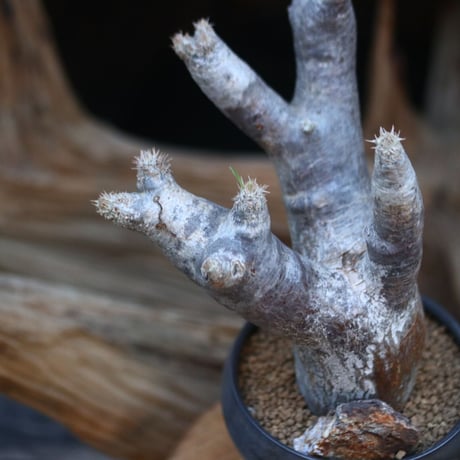 パキポディウム  イノピナツム/ Pachypodium Inopinatum/ 発根済み   no.21922