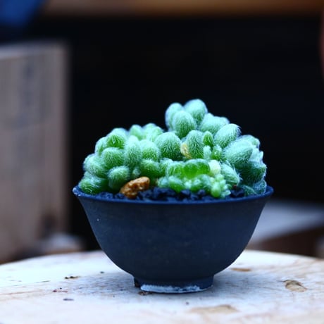 セダム  モシニアナム (新ヒントニー)／Sedum mocinianum   no.10930
