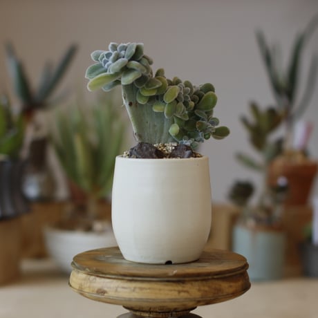 ECHEVERIA PULVINATA FROSTY × N/OH (3号)  no.1214/44