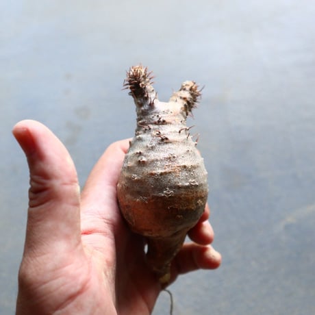 パキポディウム グラキリス 抜苗  Pachypodium rosulatum var. gracilius no.92919