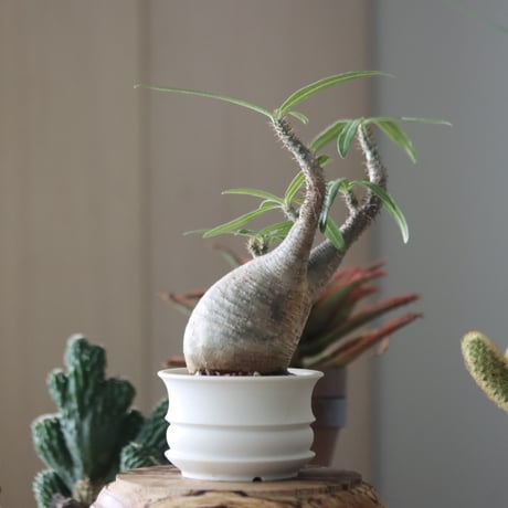 Pachypodium gracilius × たけろうポット   no.51953