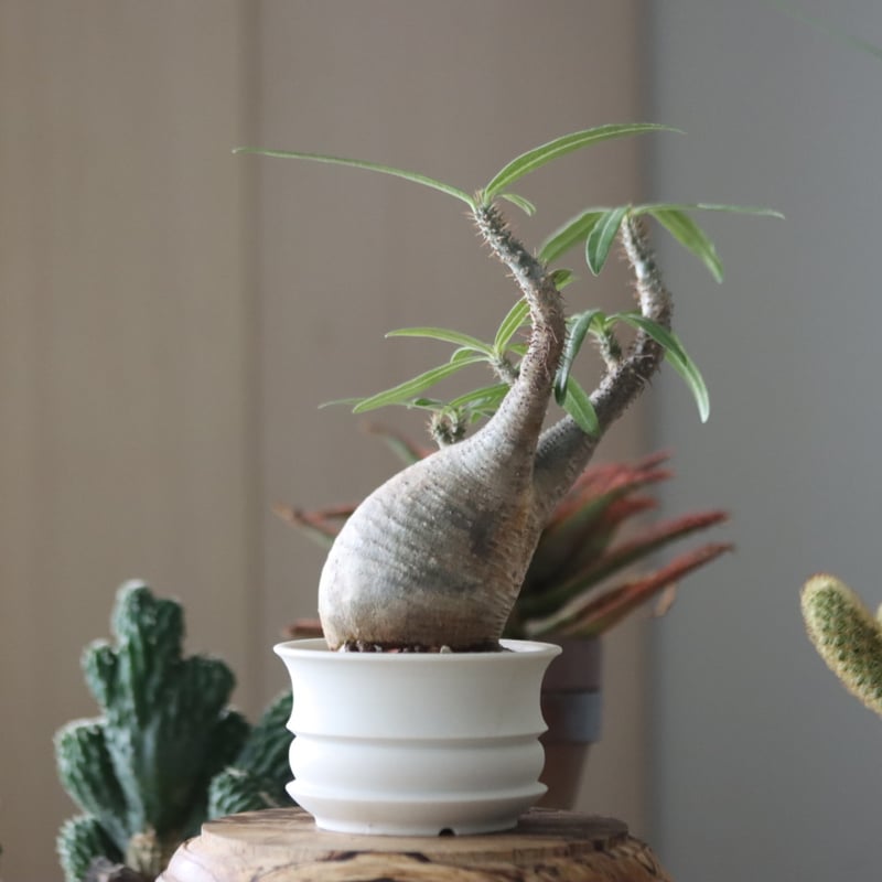 パキポディウム　グラキリス　たけろうポット白サビ パキポディウム グラキリス たけろうポット白サビ パキポディウム