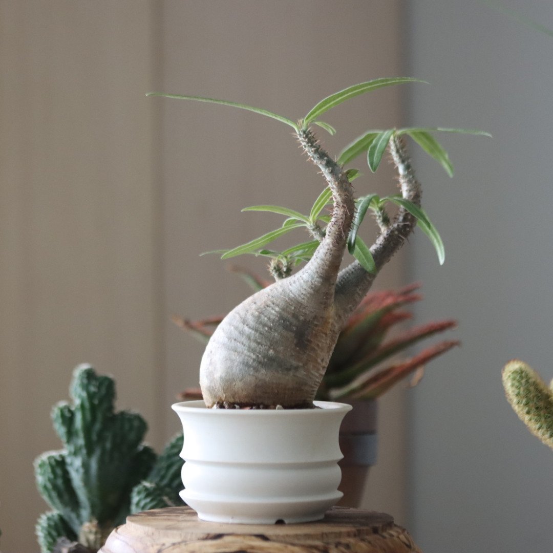 多肉植物 塊根植物 盆栽 植木鉢 大7 器 陶器 作家