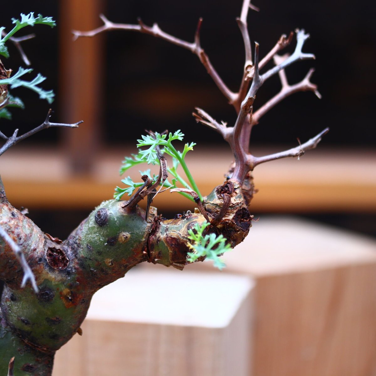 ペラルゴニウム　Pelargonium crithmifolium Pelargonium crithmifolium