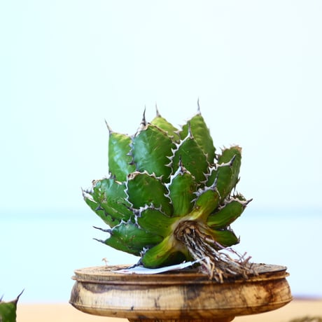 Agave horrida / Style of Chika   no.1015/82