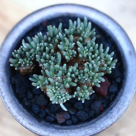 アボニア   クイナリア   アルストニー  赤花／Avonia quinaria ssp. alstonii    no.120516