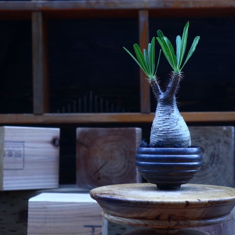パキポディウム  グラキリス／Pachypodium  gracilius       no.62048