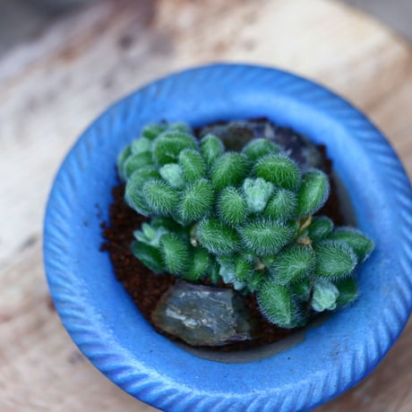 セダム  モシニアナム (新ヒントニー)／Sedum mocinianum   no.10932