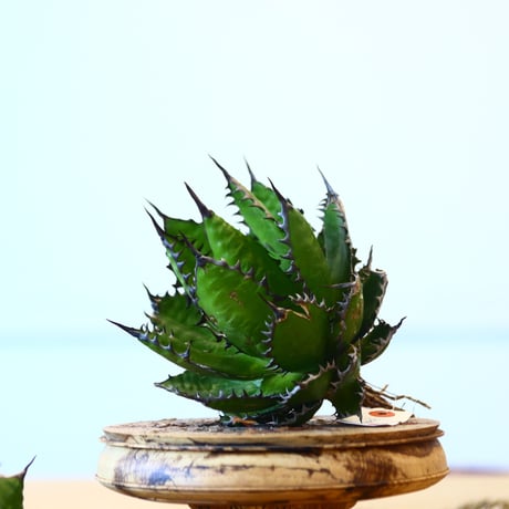 Agave horrida / Style of Chika   no.1015/82