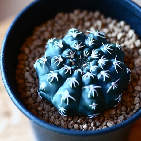 ギムノカリキウム  瑞昌玉    Gymnocalycium  quehlianum　no.111568