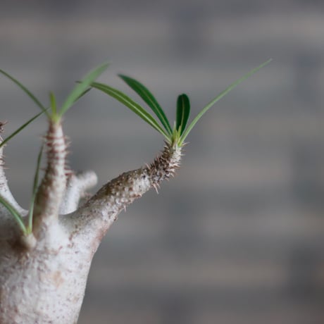 Pachypodium gracilius × 安西 桂 (2.5号)  no.601/4