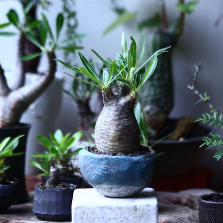 パキポディウム グラキリス   Pachypodium rosulatum var. gracilius no.71908