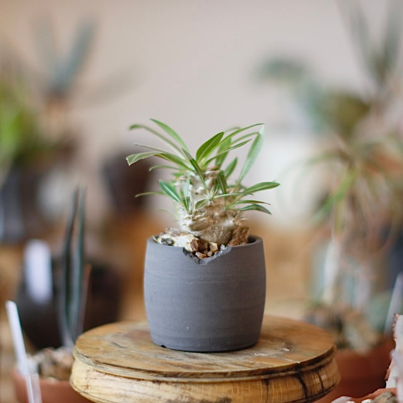 Pachypodium 恵比寿大黒 × N/OH (2.5号) no.1214/9 | 芽の巣山