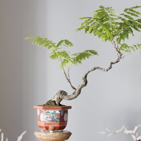 ふじ50年 / twinz bonsai (5号)  no.913/64