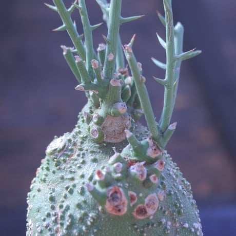アデニア グロボーサ Adenia globosa   no.20701