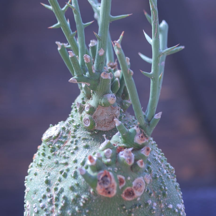 601f5c07c19c451bc9d7f3f5