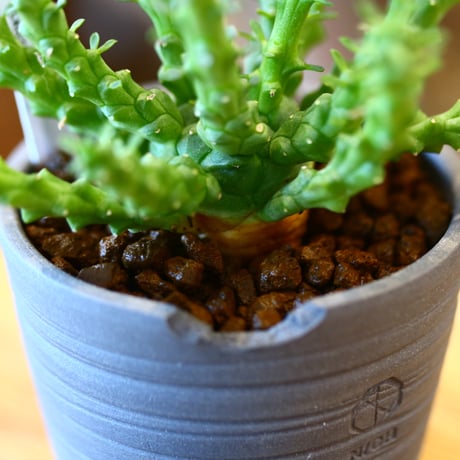 N/OH × Euphorbia gorgonis   no.111919