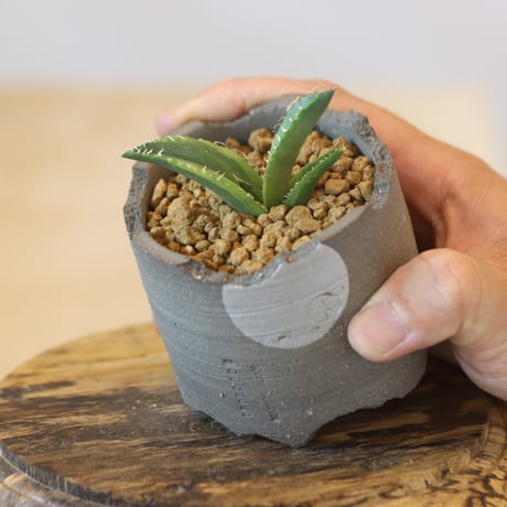 Agave titanota 白鯨錦 × N/OH  no.920-34