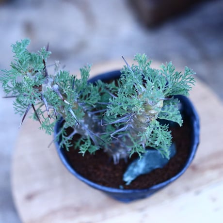 サルコカウロン  ヘレー／Sarcocaulon herrei     no.111434
