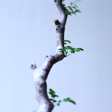 コミフォラ モンストローサ   Commiphora monstrosa   no.92724