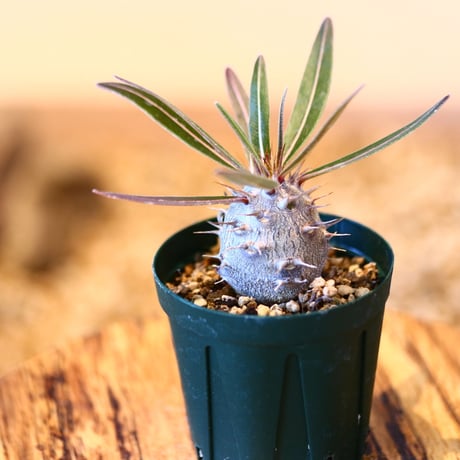 パキポディウム カクチペス(実生) / Pachypodium rosulatum var. cactipes   no.51448