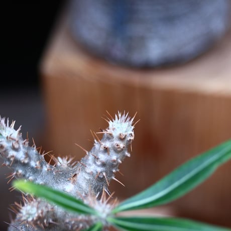 パキポディウム  グラキリス／Pachypodium  gracilius   no.32039