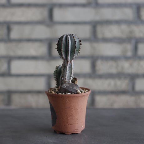 Euphorbia polygona × N/OH (2.5号)  no.614/19