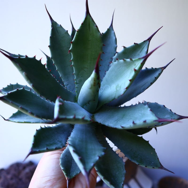 アガベ 八荒雷神 no.42810 | 芽の巣山
