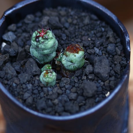 オルテゴカクタス  マクドガリー／Ortegocactus macdougallii     no.102437