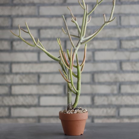 Euphorbia tirucalli 'Sticks on Fire (スティックオンファイアー)/ T.W. × YAMABACHI (3号) no.329/45