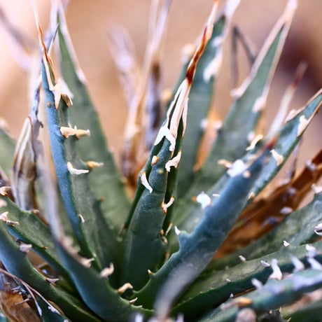Agave uthaensis var. eborispina × Atsushi Funakushi   no.31039