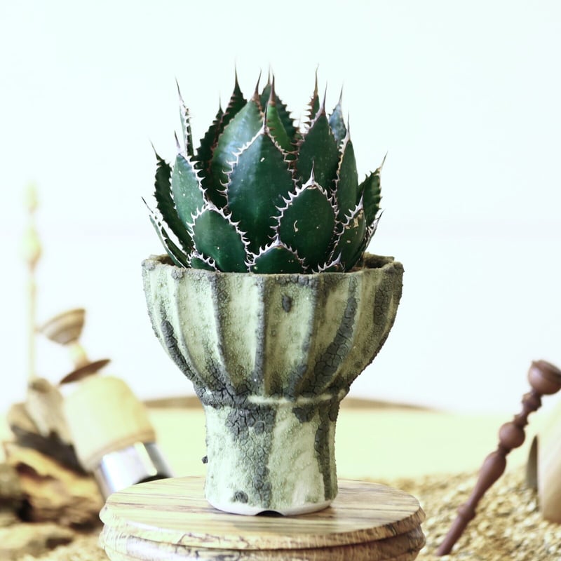 アガベ ホリダ / Agave horrida no. 52129 | 芽の巣山