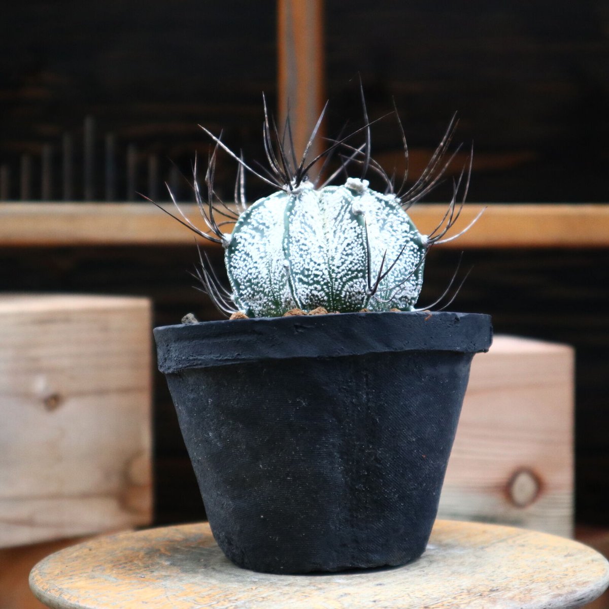アストロフィツム 特白瑞鳳玉／Astrophytum capricorne var.niveu
