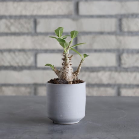 CATEGORY 2025/9/20 20:00~ | 芽の巣山