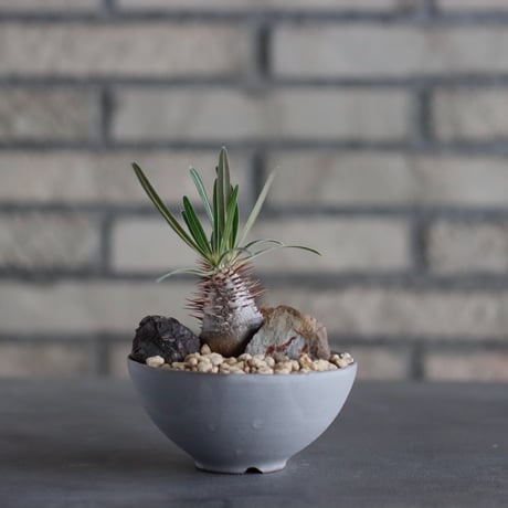 Pachypodium gracilius × Kazuhiro Arima / humanity pot (3号)  no.817-52