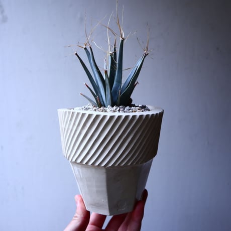 レウクテンベルギア  晃山    Leuchtenbergia principis  no.22310