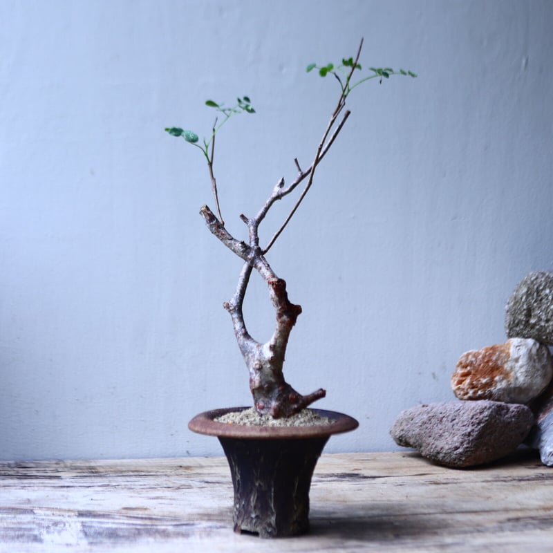デロニクス プミラ Delonix pumila no.92715 | 芽の巣山