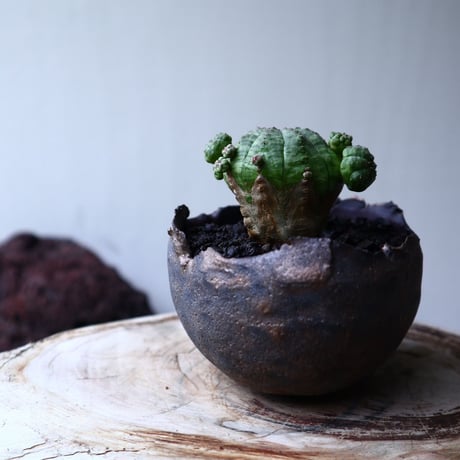 ユーフォルビア  仔吹きオベサ     Euphorbia obesa　no.71407