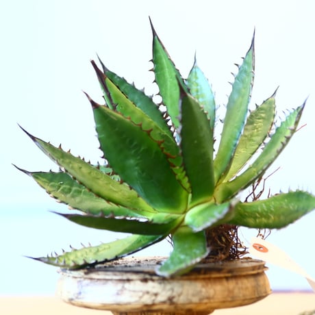 Agave horrida / Style of Chika   no.1015/19