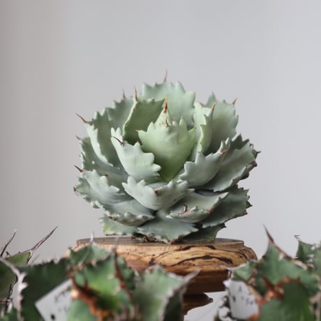 Agave Isthmensis / Style of Chika　no.421102