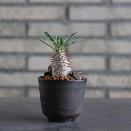 Pachypodium gracilius × Kazuhiro Arima / humanity pot (2.5号)  no.817-51
